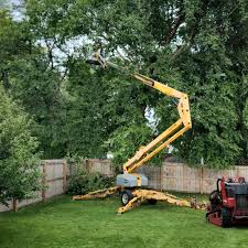 Best Lawn Renovation and Restoration  in Searingtown, NY