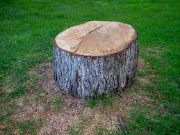  Searingtown, NY Tree Care Pros