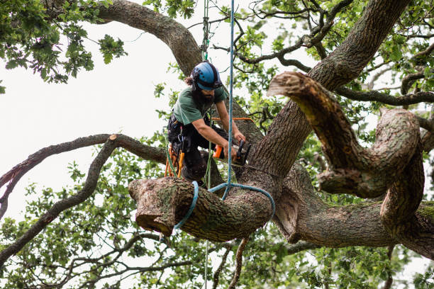 Best Tree and Shrub Care  in Searingtown, NY