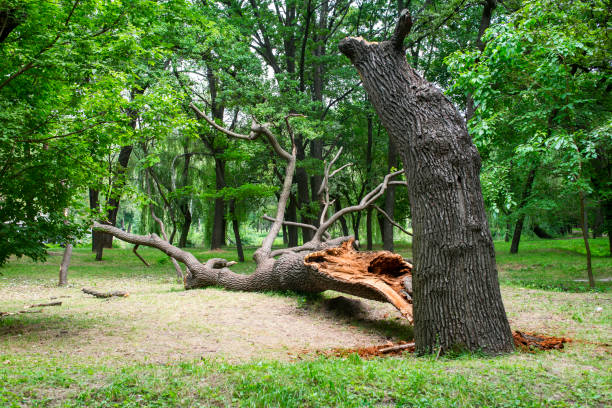 Best Tree Preservation Services  in Searingtown, NY