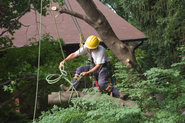 Best Leaf Removal  in Searingtown, NY