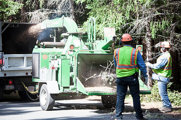 Best Fruit Tree Pruning  in Searingtown, NY