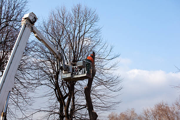 Best Soil Testing and Treatment  in Searingtown, NY